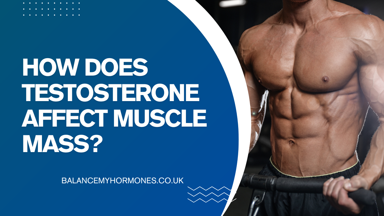 How Does Testosterone Affect Muscle Mass and Muscle Strength?