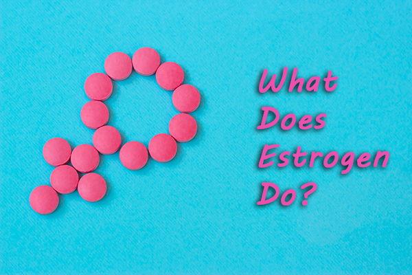 what does estrogen do?